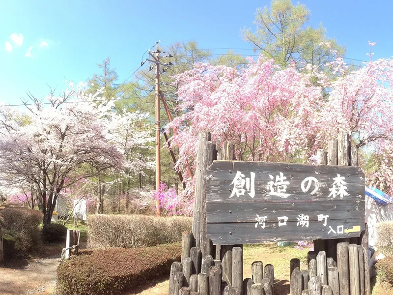 河口湖富士桜ミツバツツジまつり