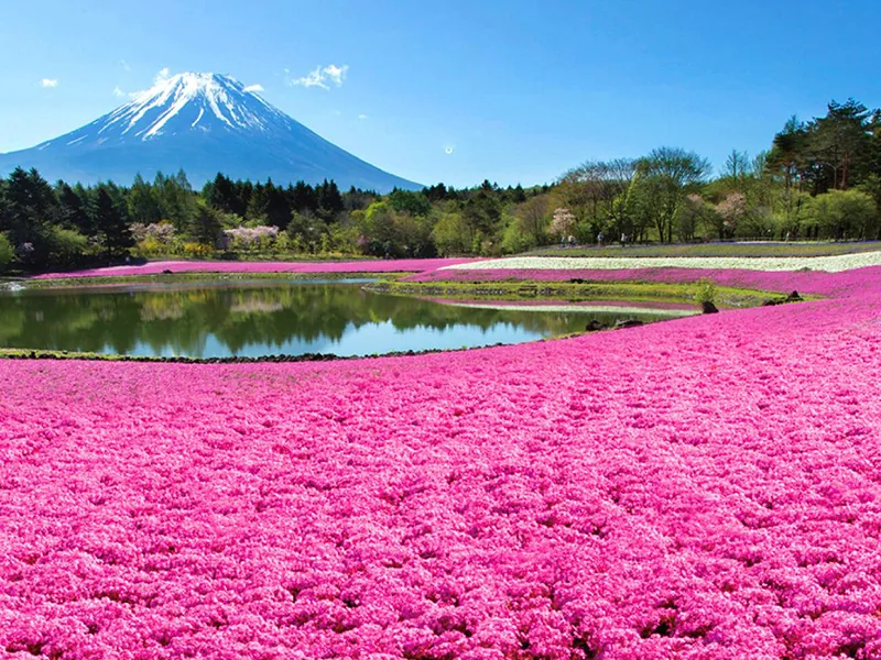 富士芝桜まつり