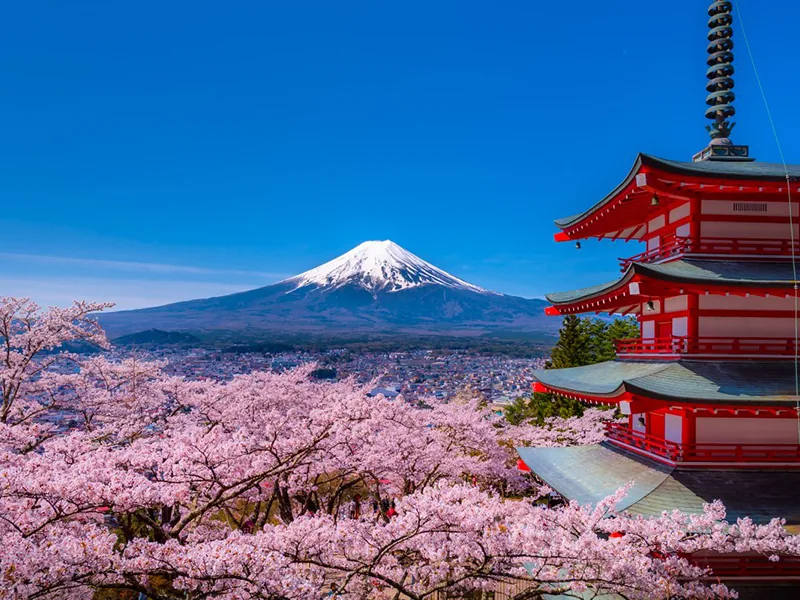 新倉山浅間公園桜まつり